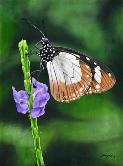 The Novice Butterfly